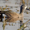 Blue-winged Teal